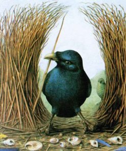 کتاب لانه سازها | انتشارات کانون پرورش فکری کودکان و نوجوانان