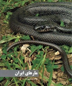 کتاب مارهای ایران | انتشارات ایران شناسی