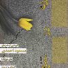 کتاب دویدن در تنهایی | انتشارات افراز