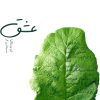 کتاب عشق | انتشارات سیوا