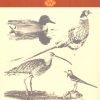 کتاب پرندگان گیلان | انتشارات فرهنگ ایلیا