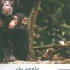 کتاب صلح‌جویی میان نخستی‌ها | انتشارات کتابسرای میردشتی