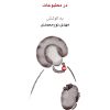 کتاب اخبار ملوک ضرابی در مطبوعات | انتشارات موسسه فرهنگی و هنری ماهور